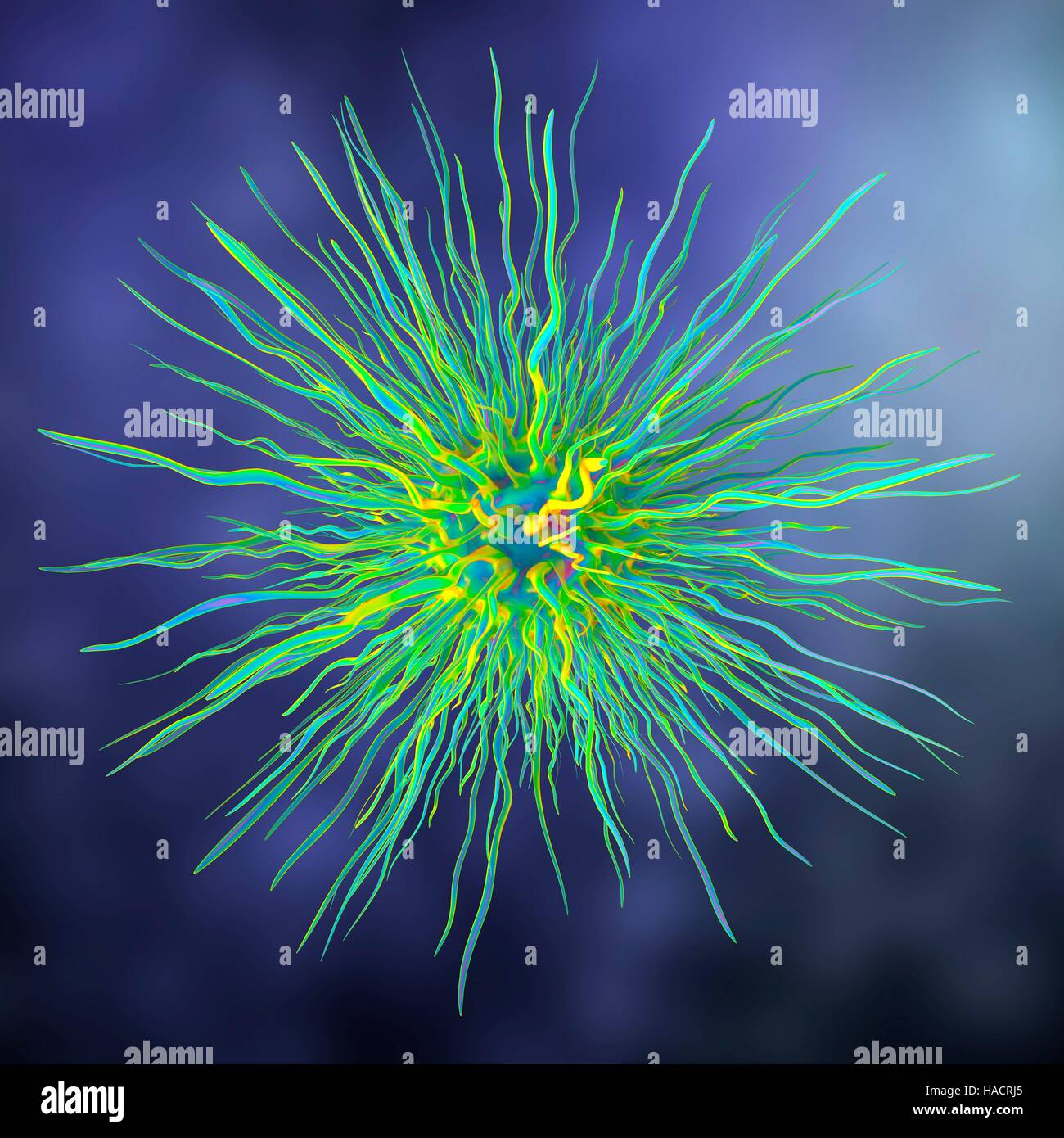 Dendrimère, computer artwork. Dendrimères sont artificiellement créé polymères ramifiés. En raison du degré élevé de personnalisation moléculaire au cours de la synthèse, ils pourraient un jour être utilisées pour une variété d'applications, telles que les nanotechnologies, les systèmes d'administration des médicaments, les batteries à l'échelle nanométrique, lubrifiants, de catalyseurs et d'herbicides. Banque D'Images