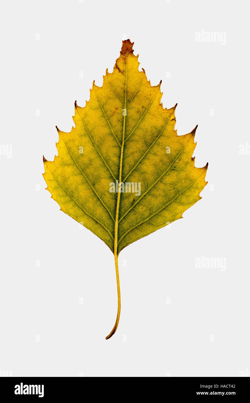 Photographie du gros plan d'un flétrissement des feuilles d'automne bouleau isolé sur fond blanc en haute résolution. Banque D'Images