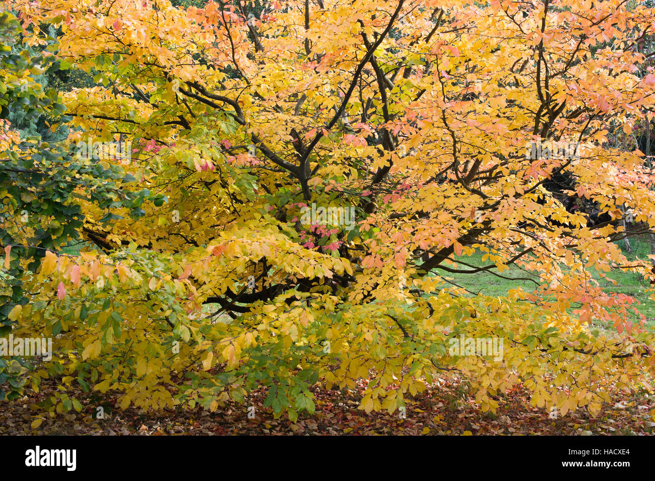 Parrotia persica. Ironwood perse les feuilles des arbres en automne. UK Banque D'Images