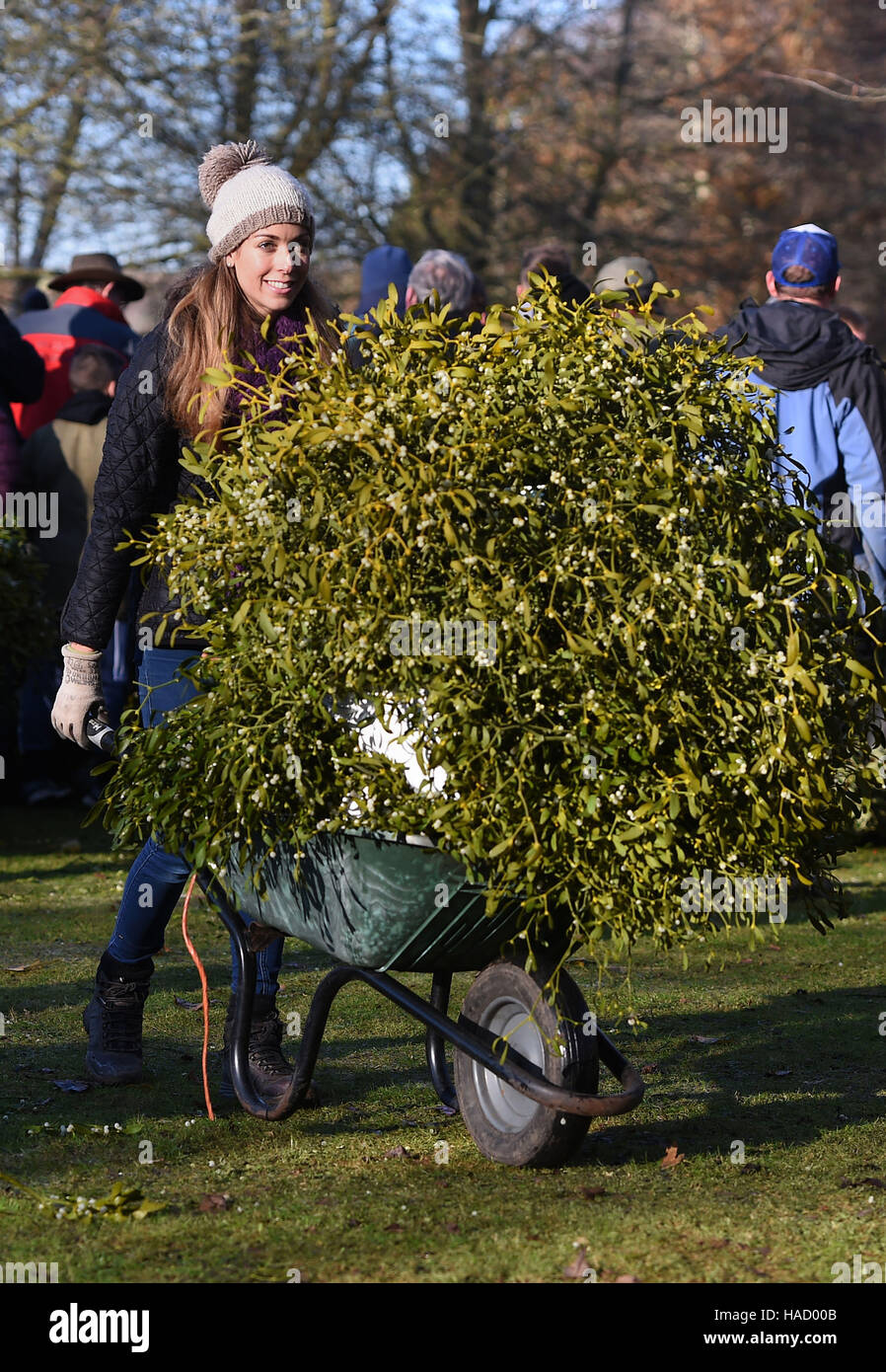 Wellavize Mia, 26 ans, pousse le gui dans une brouette à l'assemblée annuelle de l'gui et houx vente aux enchères à Burford House Garden Magasins de Tenbury Wells, Worcestershire. Banque D'Images