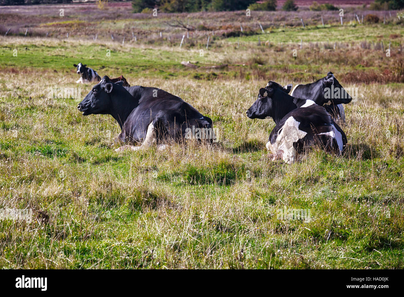 Les bovins laitiers fixant dans un champ dans l'Amérique rurale. Banque D'Images