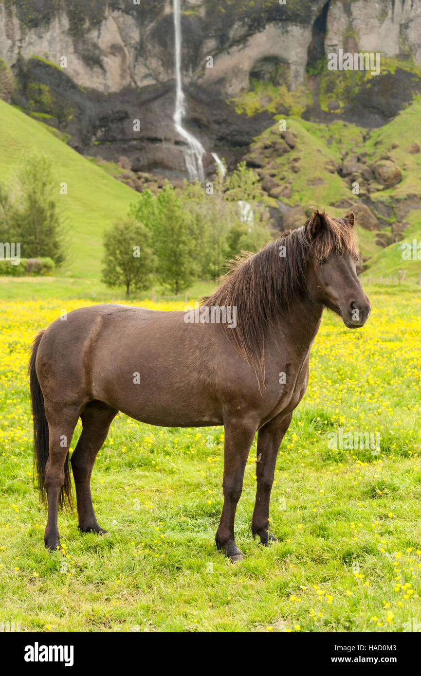 Brun foncé cheval islandais (Equus ferus caballus) dans un pré avec une cascade en arrière-plan. Banque D'Images