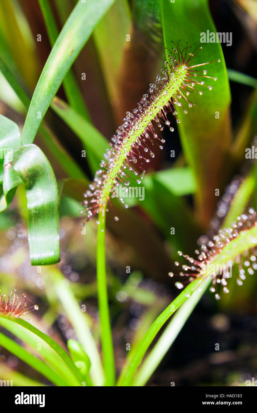 Drosera capensis - Cape sundew - plantes insectivores Banque D'Images