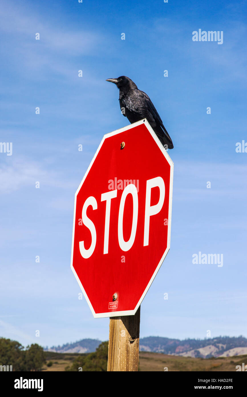 Crow, ou corbeau, perché en haut d'un panneau d'arrêt de la circulation, l'autoroute Rt. 1 le long de la côte de Californie, USA Banque D'Images