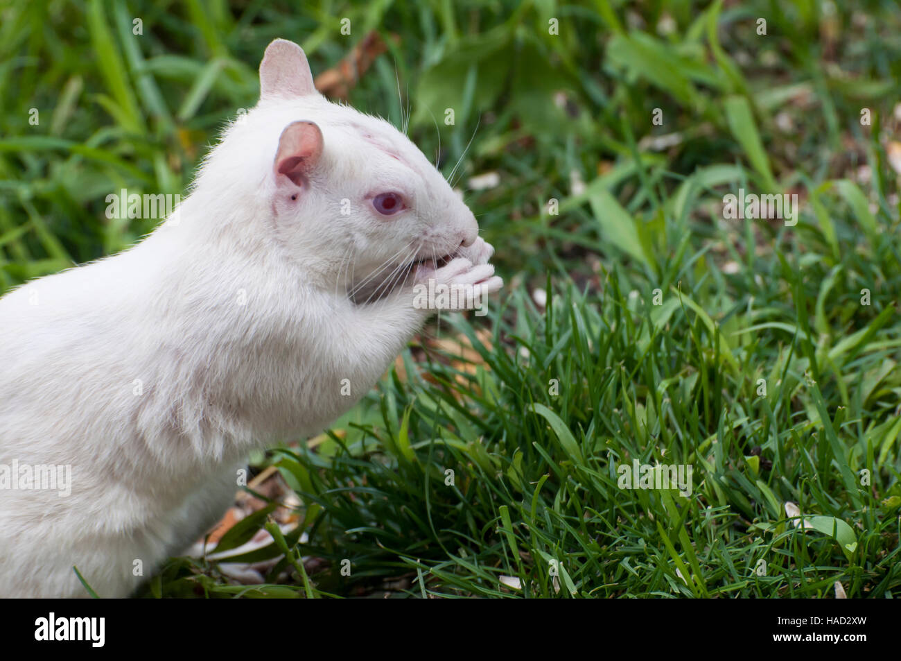 Vadnais Heights, Minnesota. Écureuil albinos. L'écureuil gris Sciurus carolinensis,. Banque D'Images