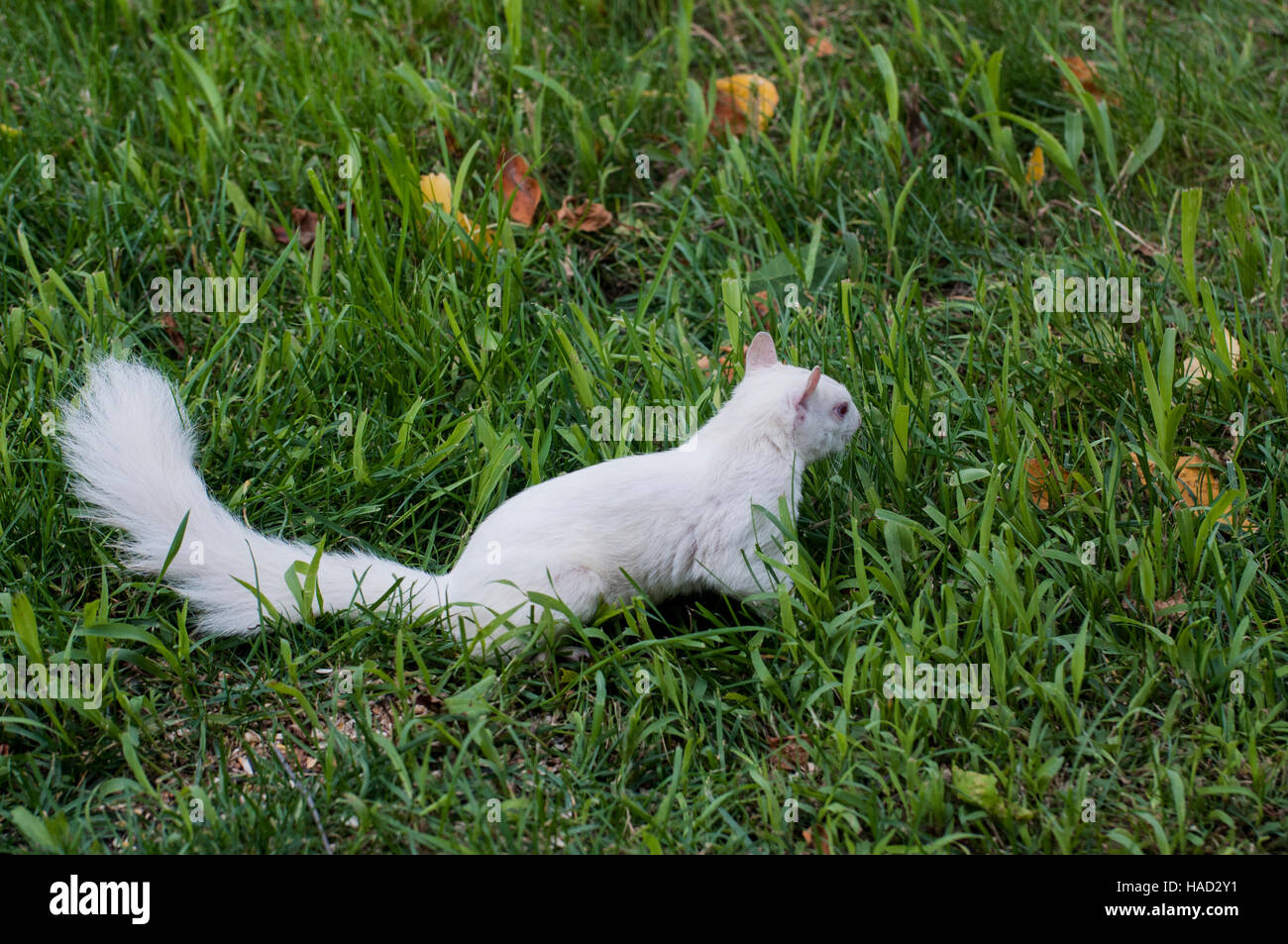 Vadnais Heights, Minnesota. Écureuil albinos. - L'écureuil gris Sciurus carolinensis. Banque D'Images
