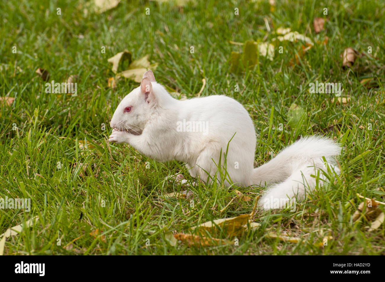 Vadnais Heights, Minnesota. Écureuil albinos de manger des graines d'oiseaux a diminué d'une mangeoire pour oiseaux. - L'écureuil gris Sciurus carolinensis. Banque D'Images