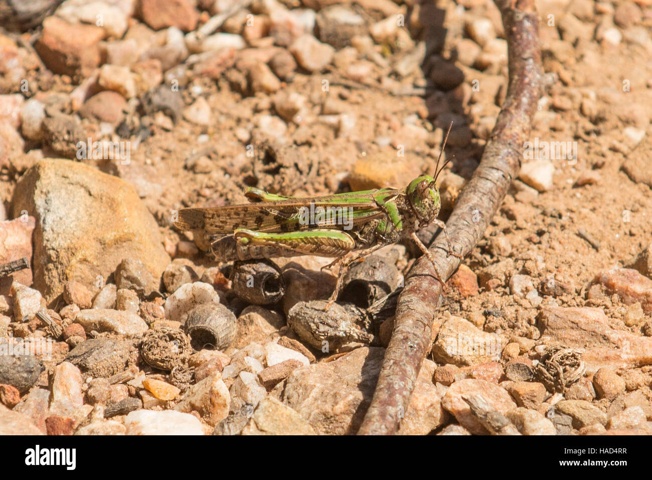 Criquet migrateur, Locusta migratoria, Kangaroo Island, Australie du Sud, Australie Banque D'Images