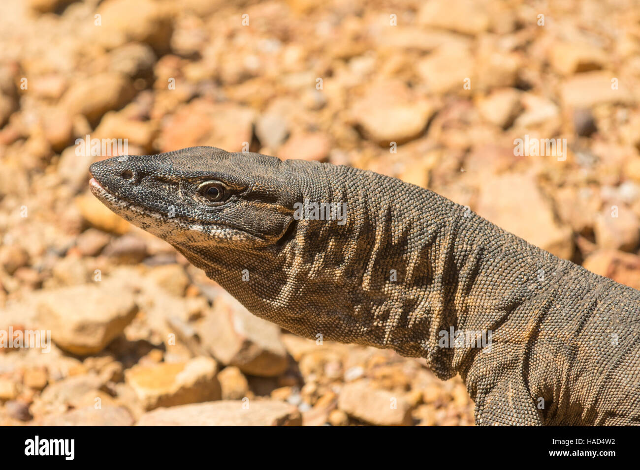 Heath Monitor, Vaaranus rosenbergi Cascade Creek sur la voie, Kangaroo Island, Australie du Sud, Australie Banque D'Images