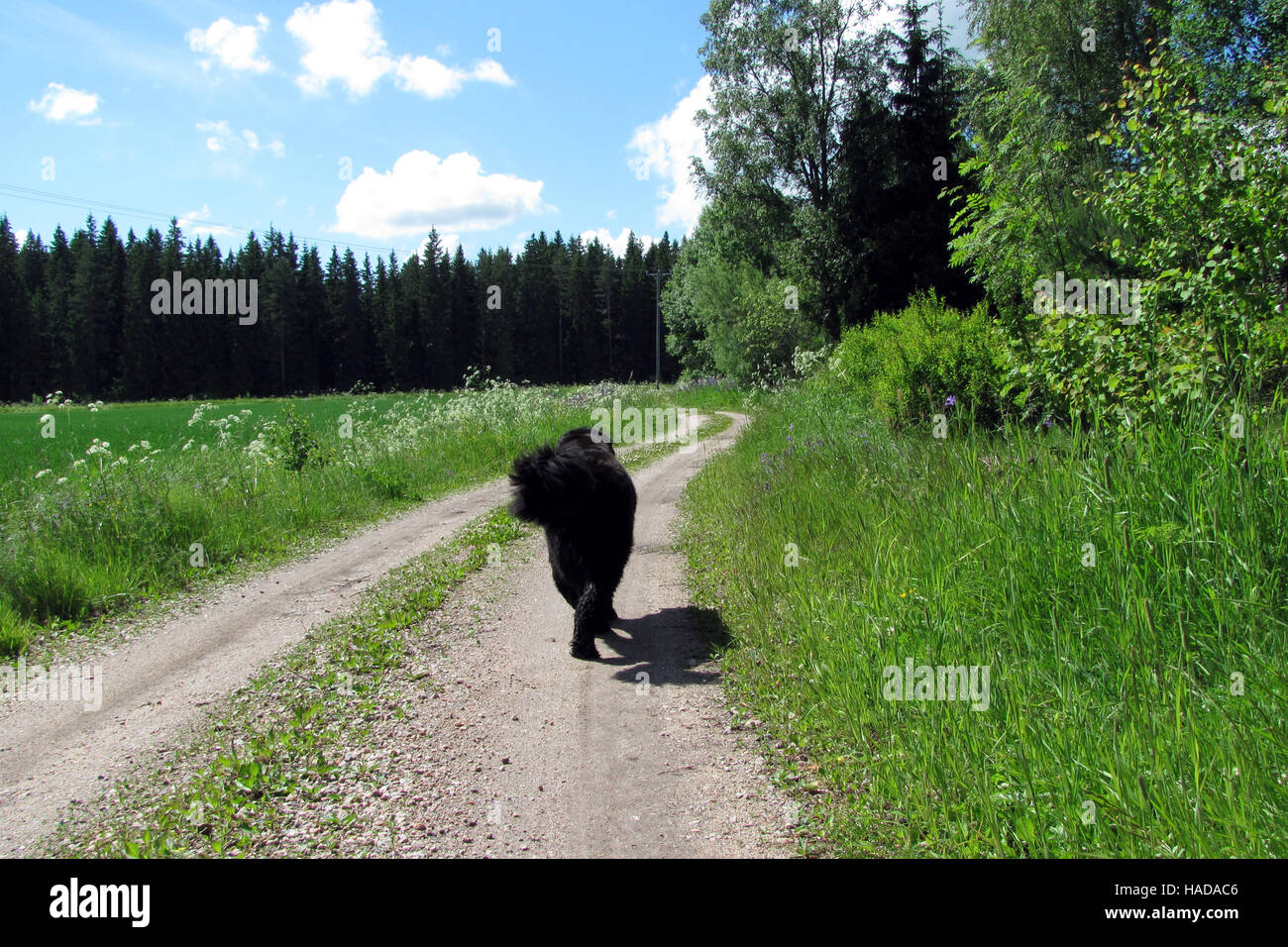 Promenade de chien Terre-neuve une petite route de terre sur l'été. Banque D'Images