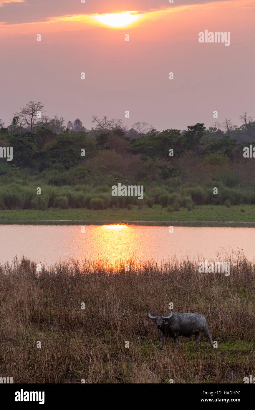 Buffle d'Asie sauvage .(Bubalus arnee) bull en face de trou d'eau au coucher du soleil, Kaziranga-Nationalpark, Assam, Indien Banque D'Images