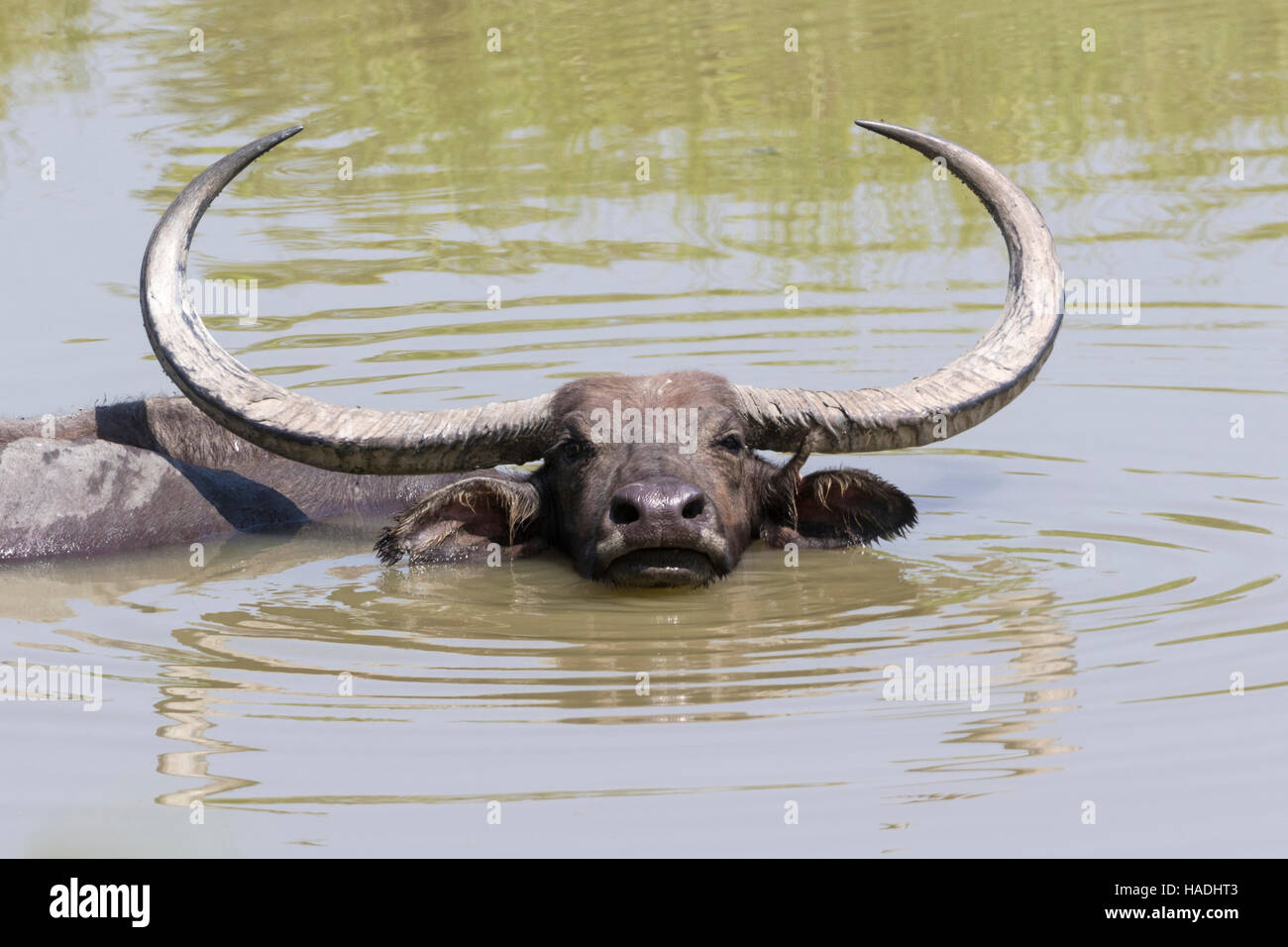 Buffle d'Asie sauvage ( Bubalus arnee), homme Kaziranga-Nationalpark, baignade, Assam, Indien Banque D'Images