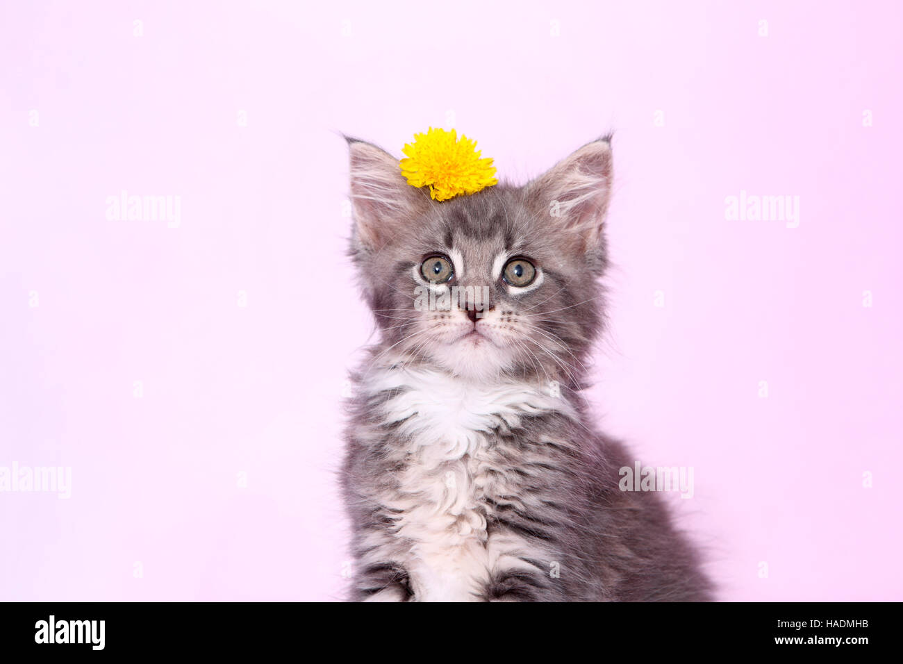 American poils longs, Maine Coon. Chaton Tabby (8 semaines) assis, vêtu d