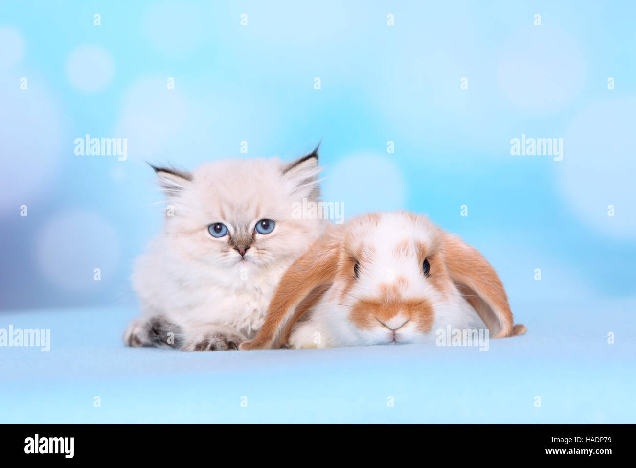 British Longhair et bélier Nain-à oreilles de lapin. Chaton (8 semaines) et bunny sur une couverture bleue. Studio photo sur un fond bleu Banque D'Images