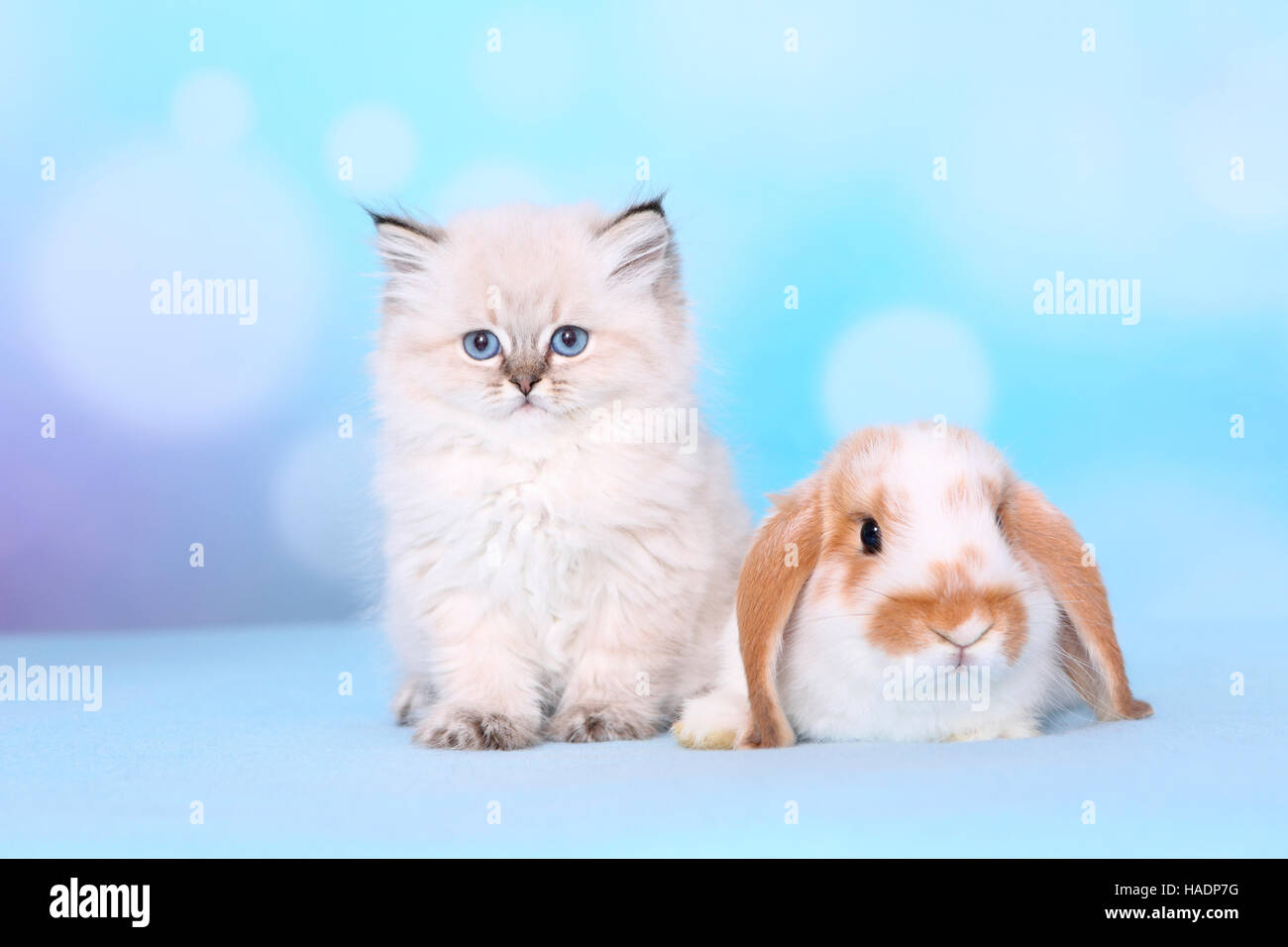 British Longhair et bélier Nain-à oreilles de lapin. Chaton (8 semaines) et bunny sur une couverture bleue. Studio photo sur un fond bleu Banque D'Images