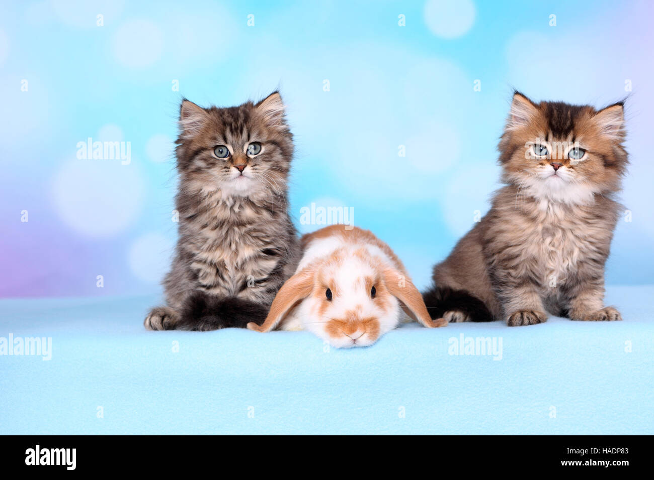 British Longhair et bélier Nain-à oreilles de lapin. Paire de chatons (8 semaines) et bunny sur une couverture bleue. Studio photo sur un fond bleu Banque D'Images