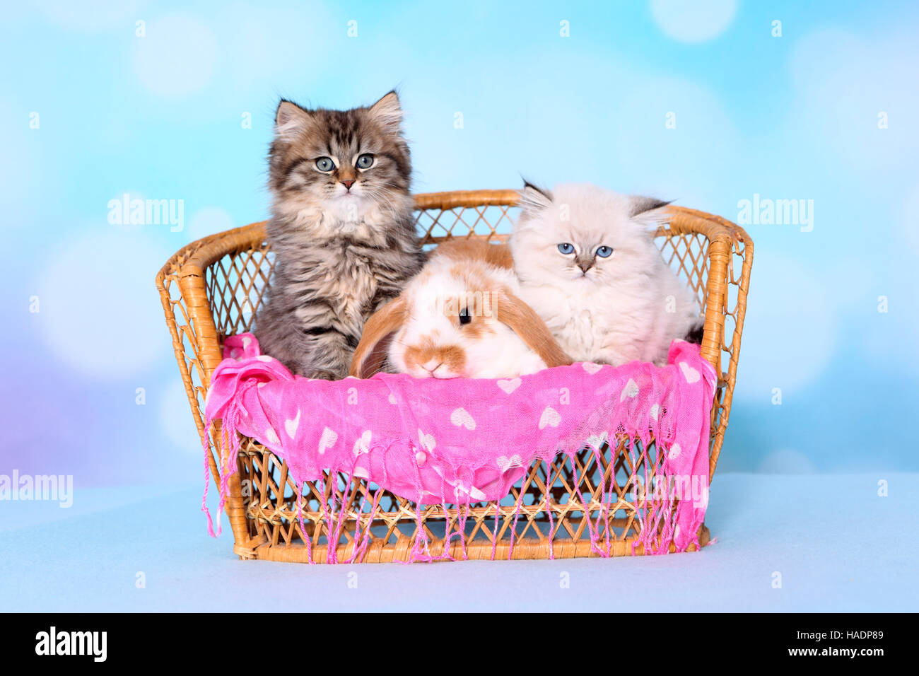 British Longhair et bélier Nain-à oreilles de lapin. Paire de chatons (8 semaines) et bunny sur un petit banc en osier. Studio photo sur un fond bleu Banque D'Images