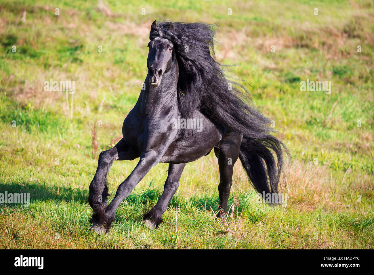 Cheval frison. Black Stallion galoper sur un pâturage. Allemagne Banque D'Images
