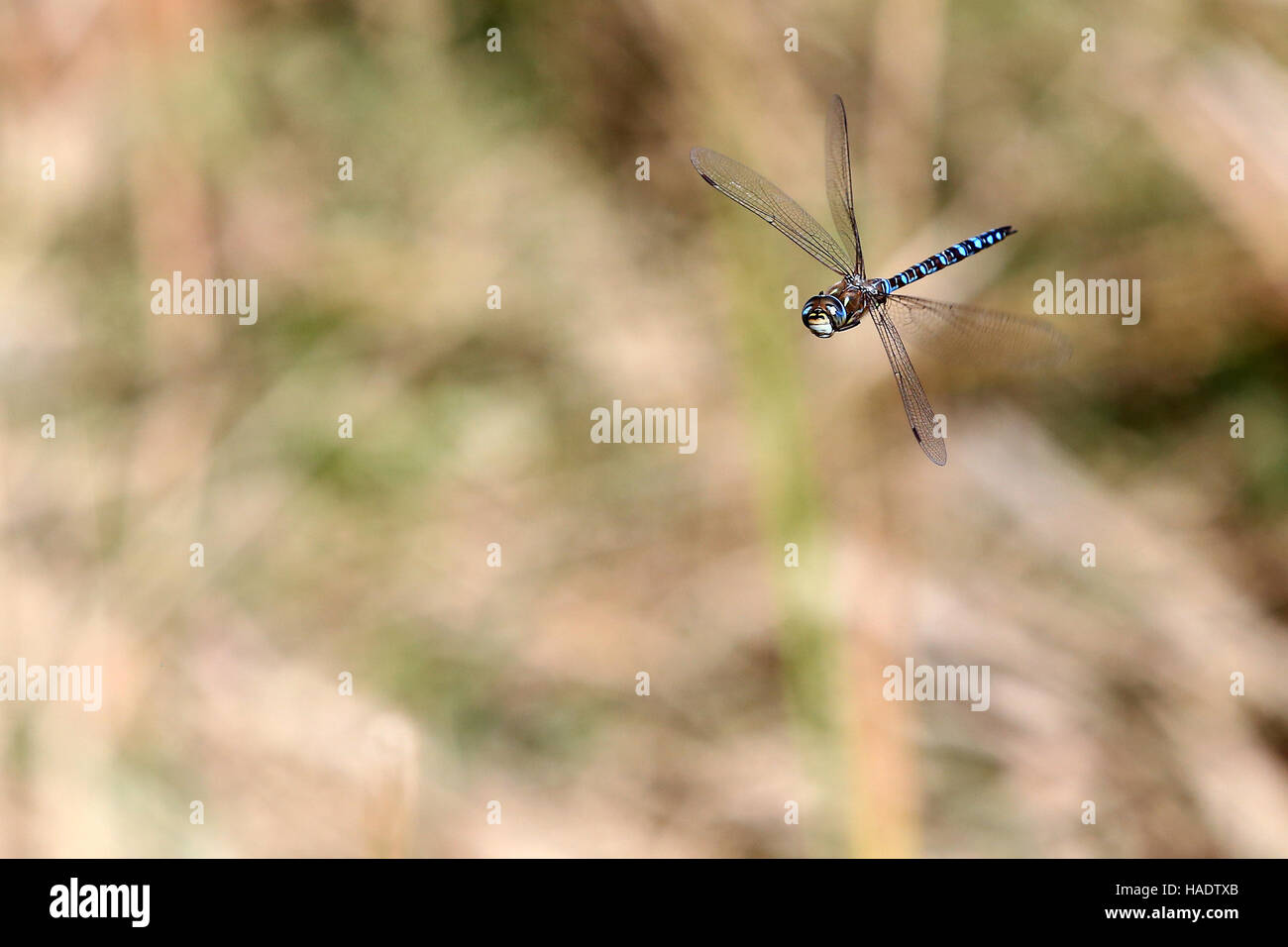 Un mâle Aeshna mixta hawker migrants libellules de vol dans la Gorge de Petres, Crète, Grèce, à la mi-novembre 2016. Banque D'Images