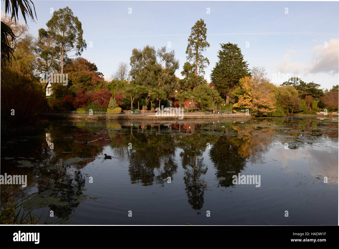 Piscine de canard dans le miroir comme les eaux encore lake au Bryn Mill Park, Swansea, Wales .plantes et des arbres rares reflètent dans l'étang Banque D'Images