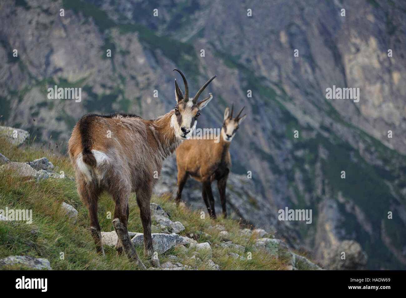 Tatra ( Chamois Rupicapra rupicapra tatrica ) Banque D'Images