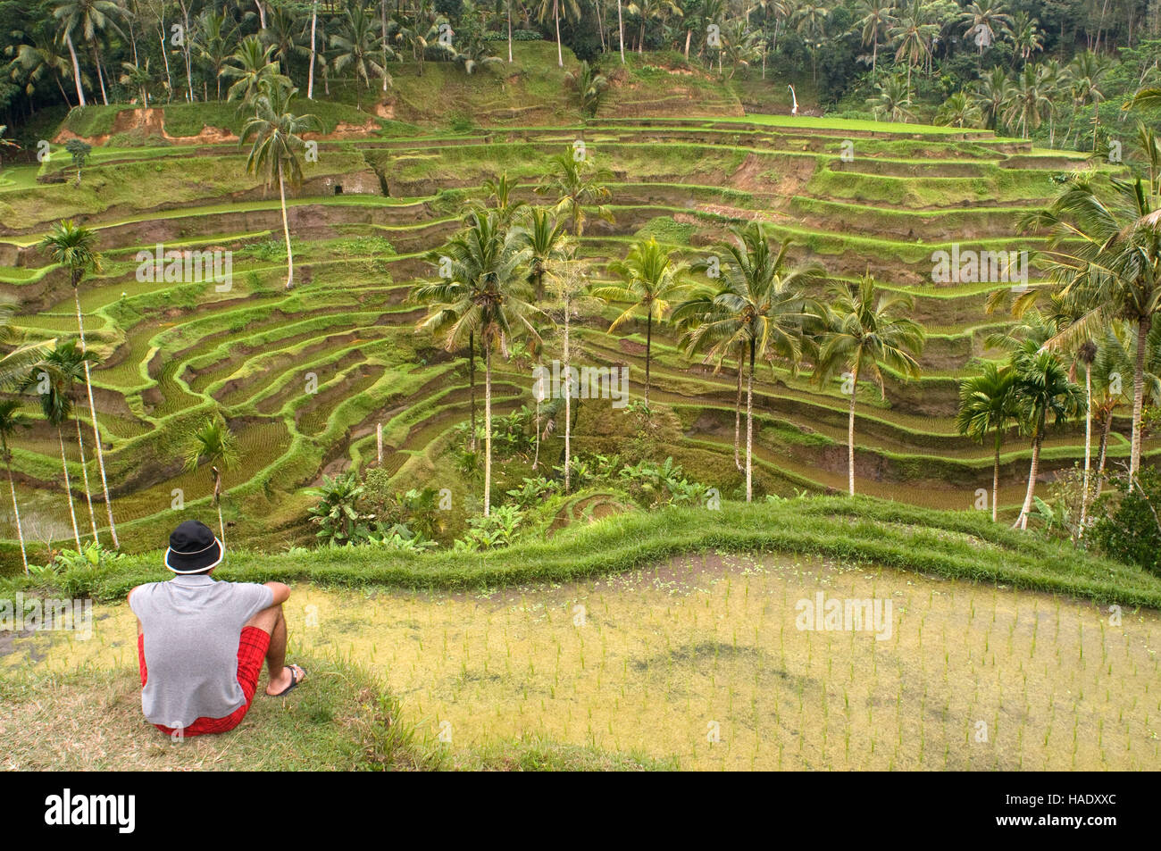 L'une des meilleures vues sur les rizières est obtenu à partir d'un point de vue à Tegallalang, 12 km d'Ubud. Bali. Champ de riz situé autour du Kaki Gunung te Banque D'Images