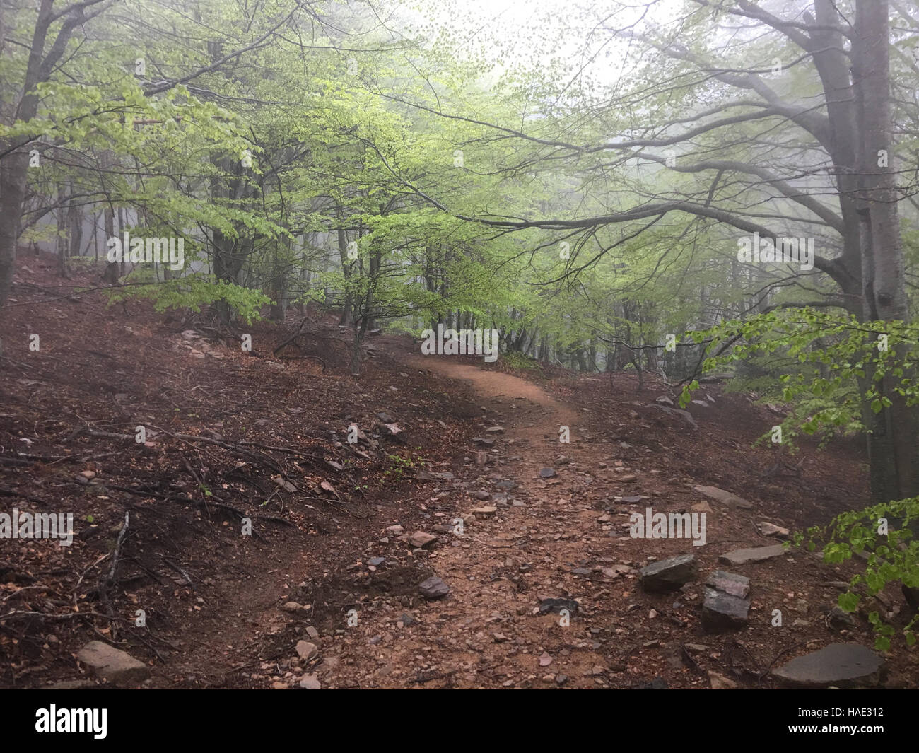 Forêt de hêtres. Brouillard dans la forêt. Le parc national de Montseny en Catalogne. Chemin dans la forêt Banque D'Images