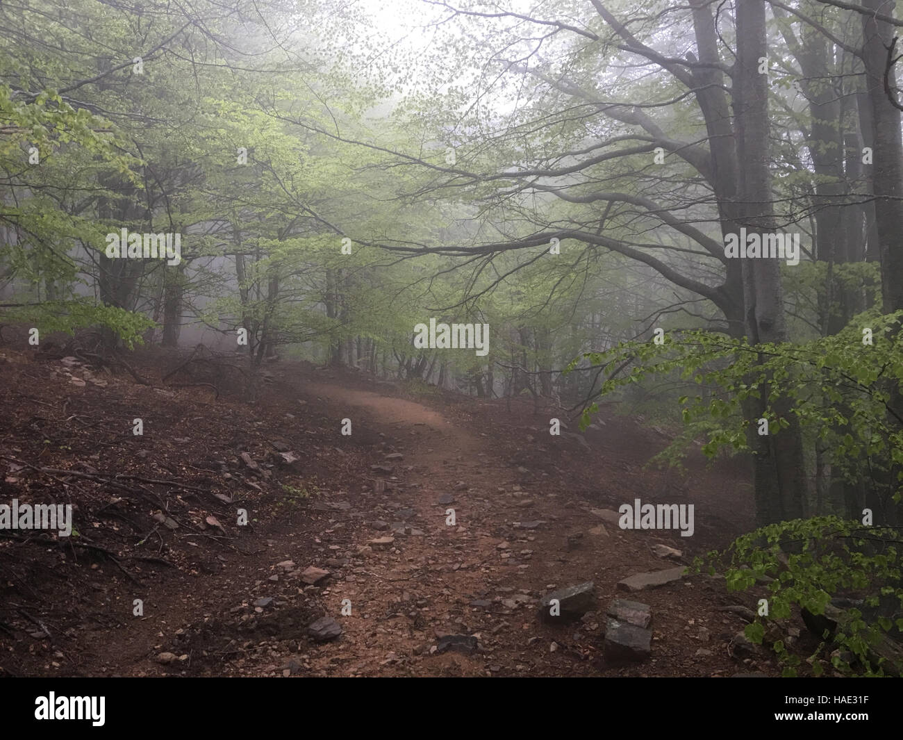 Chemin dans une forêt de hêtres. Le parc national de Montseny en Catalogne Banque D'Images
