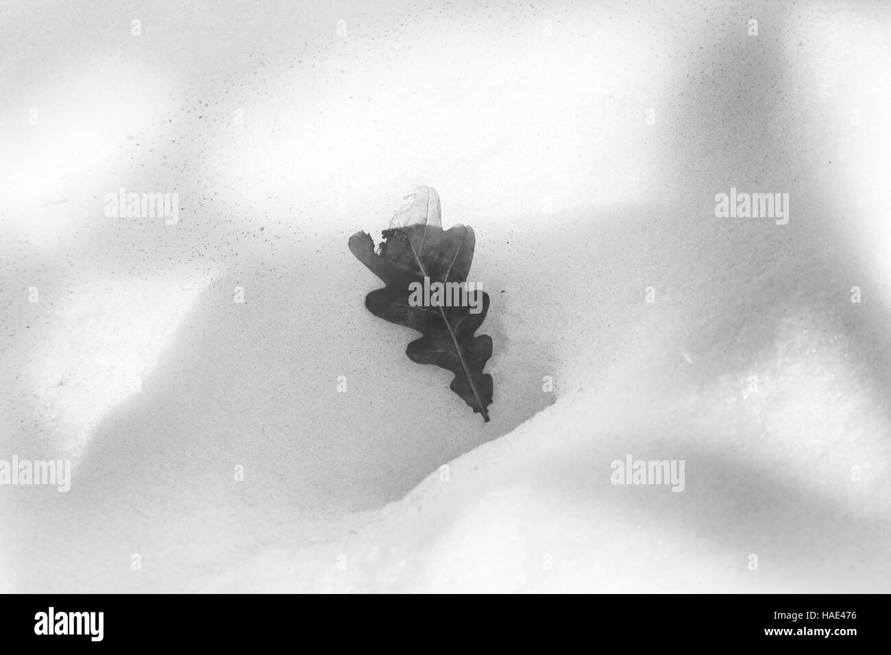 Une feuille de chêne dans la neige sous le soleil de l'hiver en noir et blanc Banque D'Images