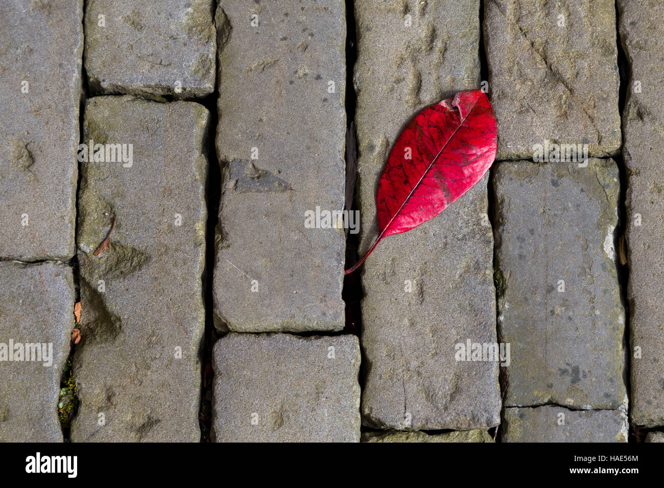 La feuille rouge sur une paveway pavées Banque D'Images