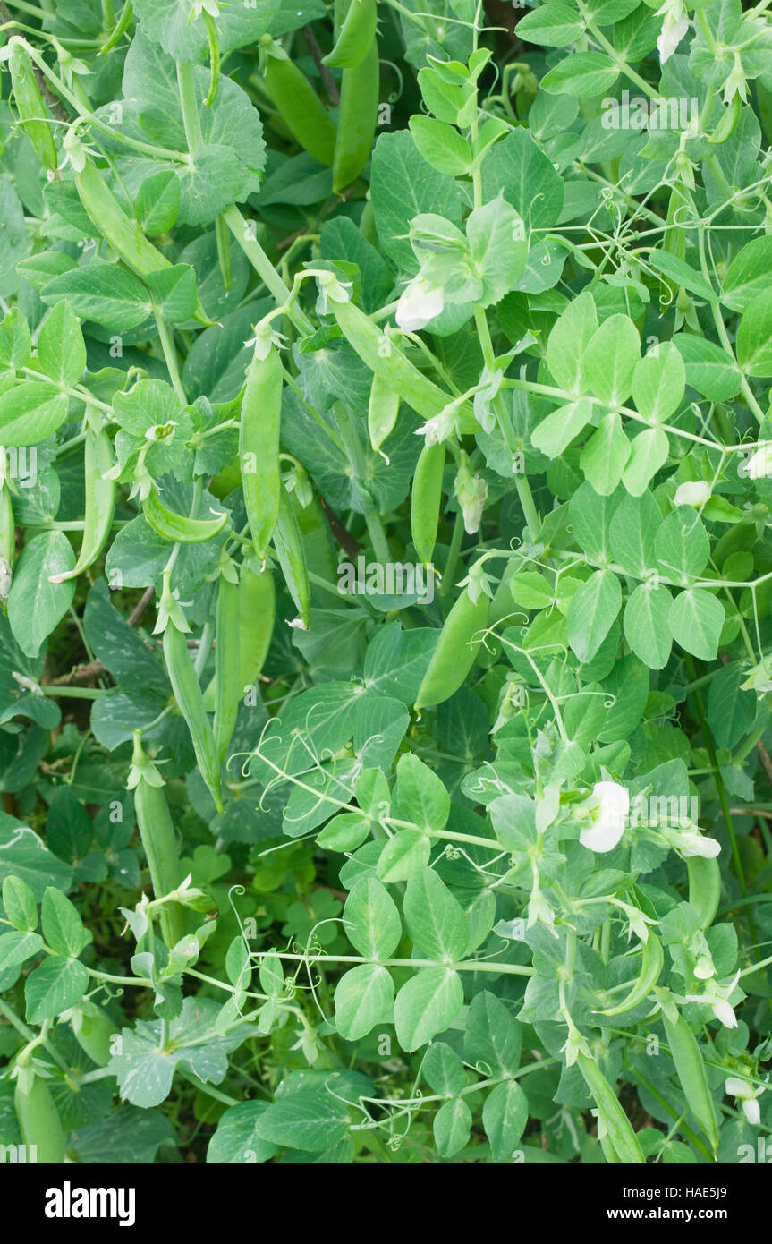 Plants de pois Banque D'Images