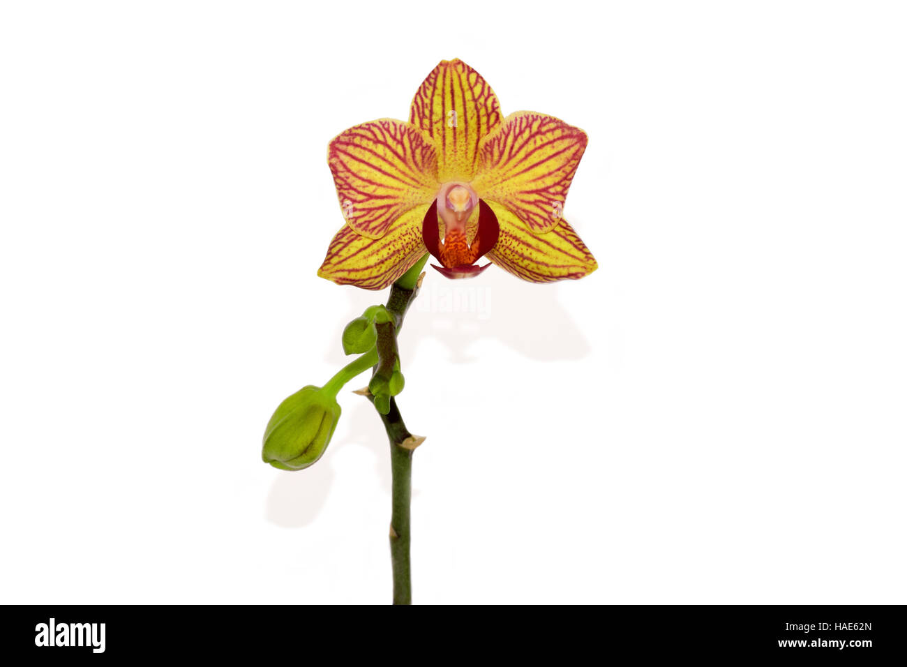 Belle orchid sur le fond blanc Banque D'Images