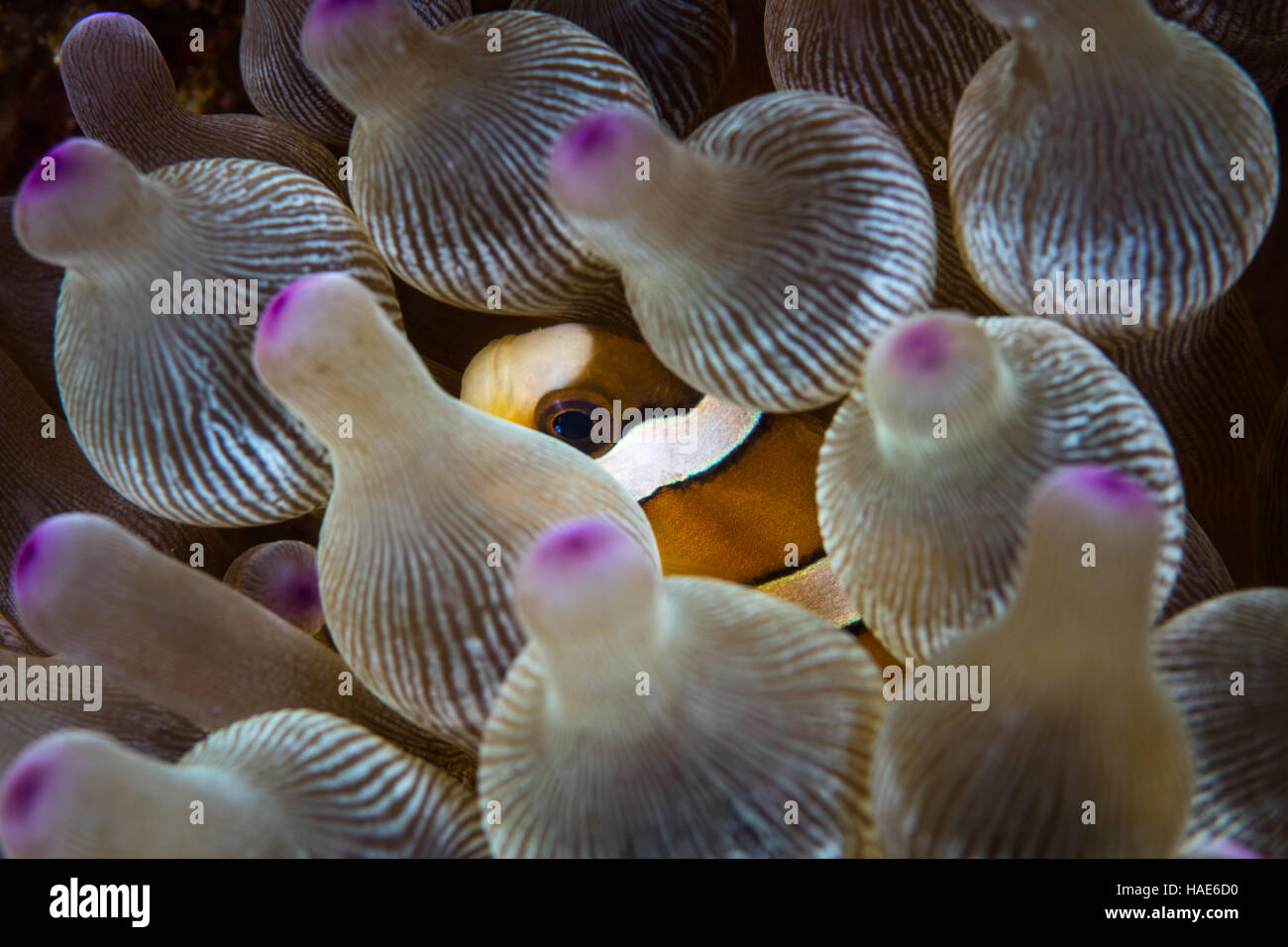 Un poisson clown de Clark (Amphiprion clarkii) nage parmi les tentacules de protection de son anémone hôte dans le Parc National de Komodo. Banque D'Images