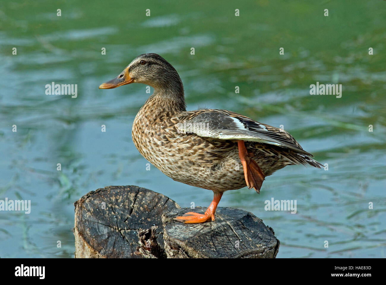 Canard colvert (Anas platyrhynchos), le lac Trasimène, Ombrie, Italie Banque D'Images