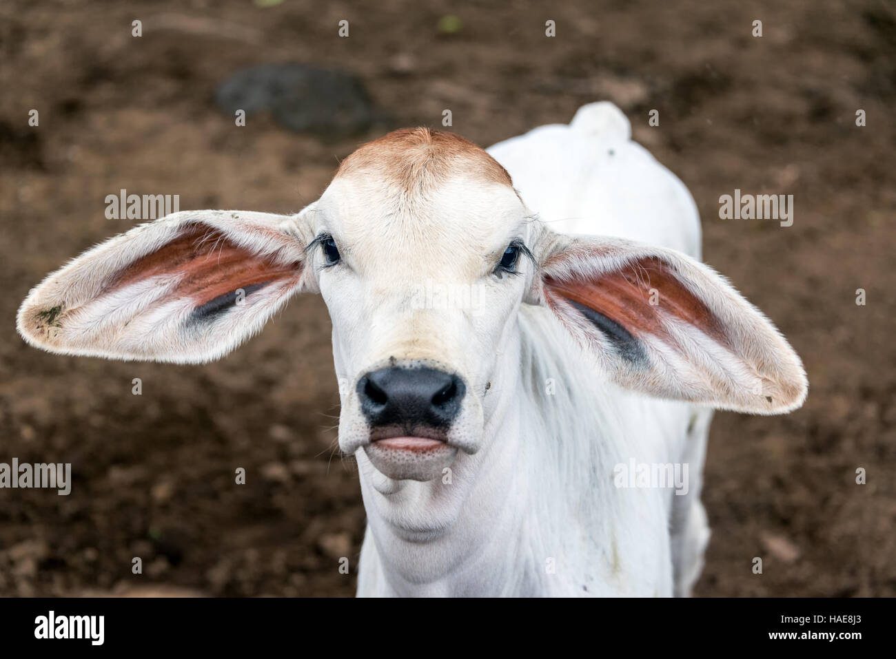 Jeune veau avec de grandes oreilles disquettes vu dans la ville de Guane, Colombie Banque D'Images