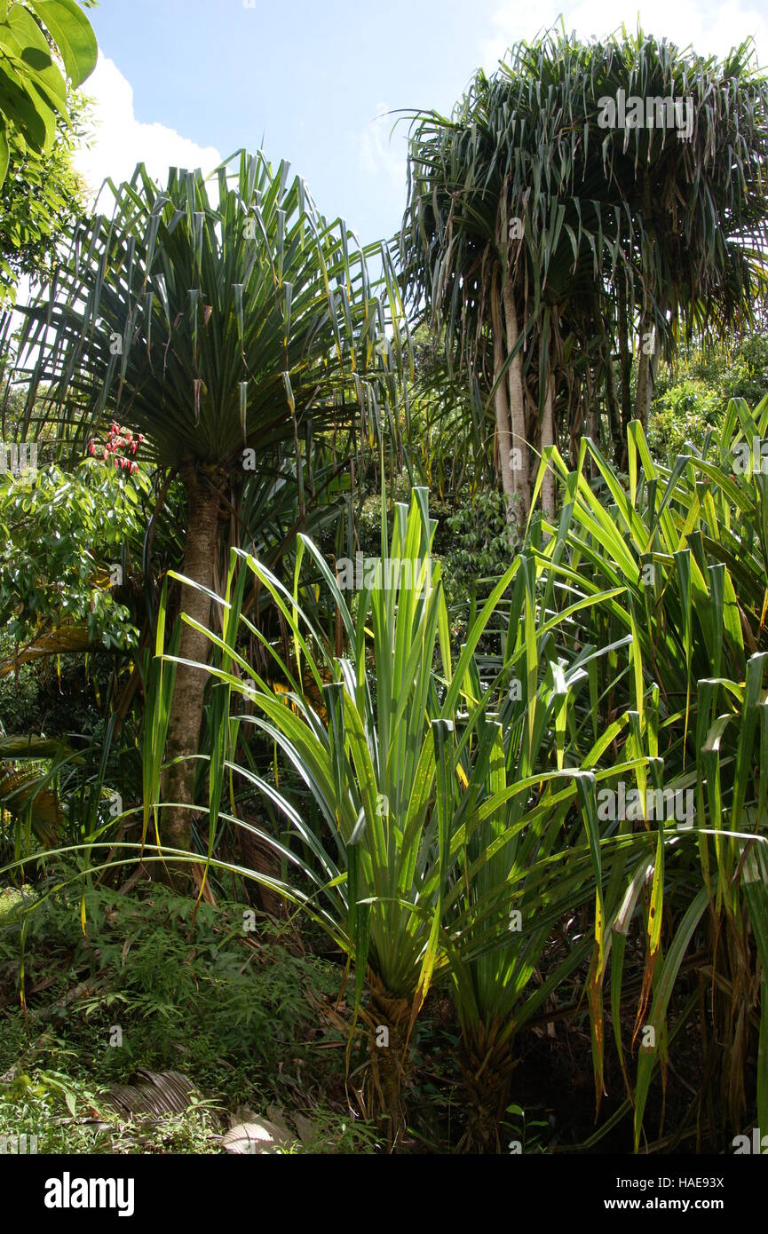 Les panandanses endémiques dans la forêt du mont Morne. Forêt tropicale de la montagne Morne. Parc national du Morne Seychelles. Île Mahé, Seychelles. Banque D'Images