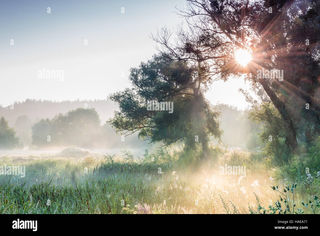 Misty au bord du lac. Banque D'Images