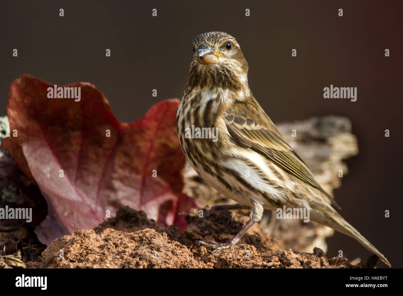 Roselin pourpré Banque D'Images