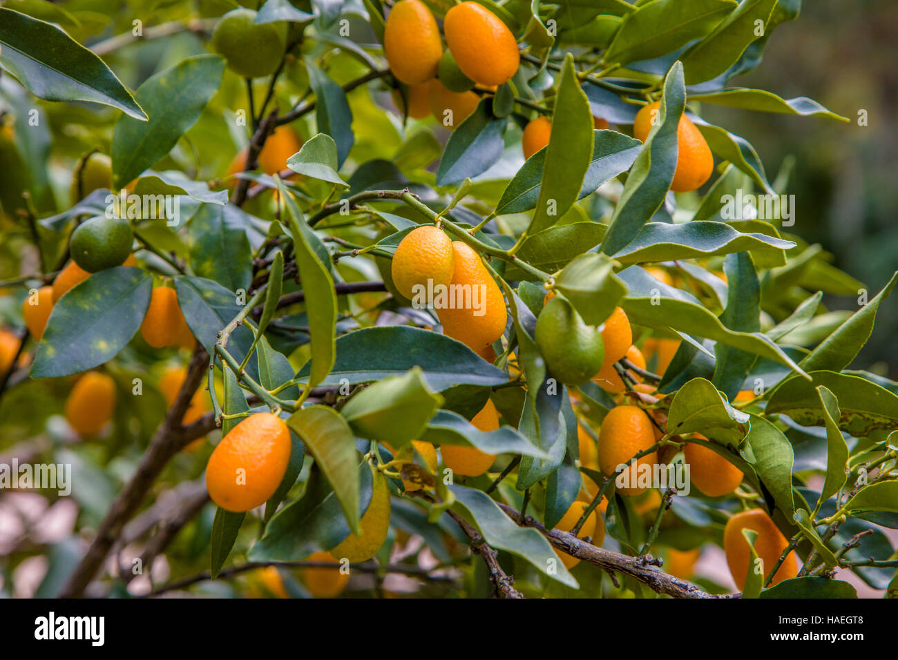 Nagami Kumquat (Fortunella Margarita) growing on tree Banque D'Images