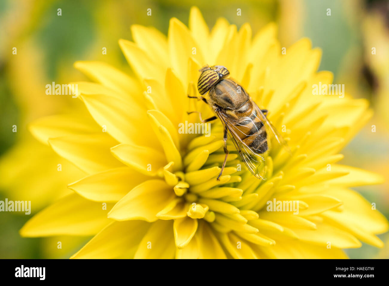 Un gros plan d'un hover fly polinating une fleur jaune Banque D'Images