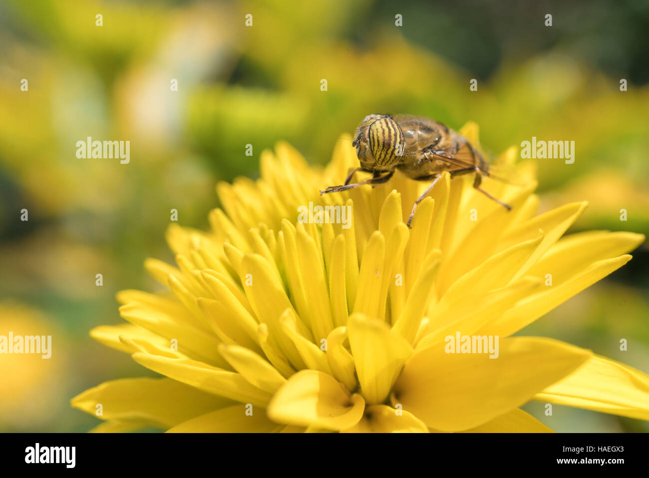 Un gros plan d'un hover fly polinating une fleur jaune Banque D'Images