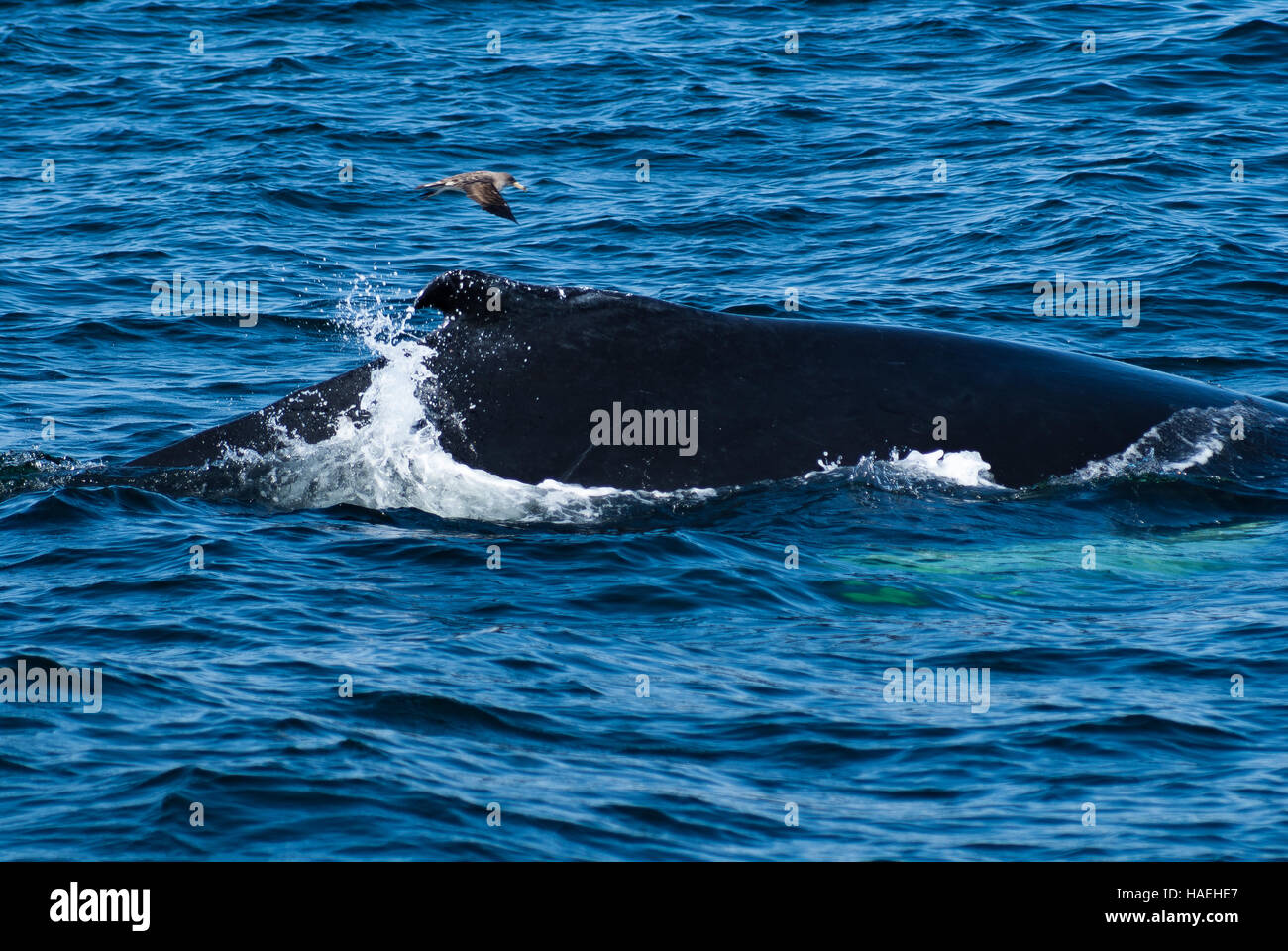 Shearwater suit une baleine à bosse au large de Plymouth MA Banque D'Images