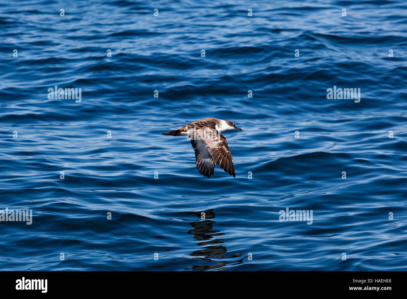 L'océan d'écumage de Shearwater Banque D'Images