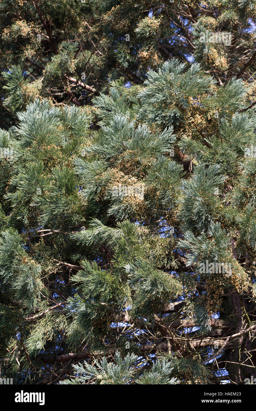 Mammutbaum, Riesen-Mammutbaum Riesenmammutbaum Berg-Mammutbaum,,, Wellingtonie, Sequoiadendron giganteum Wellingtonia, giganteum, le séquoia géant, giant Banque D'Images