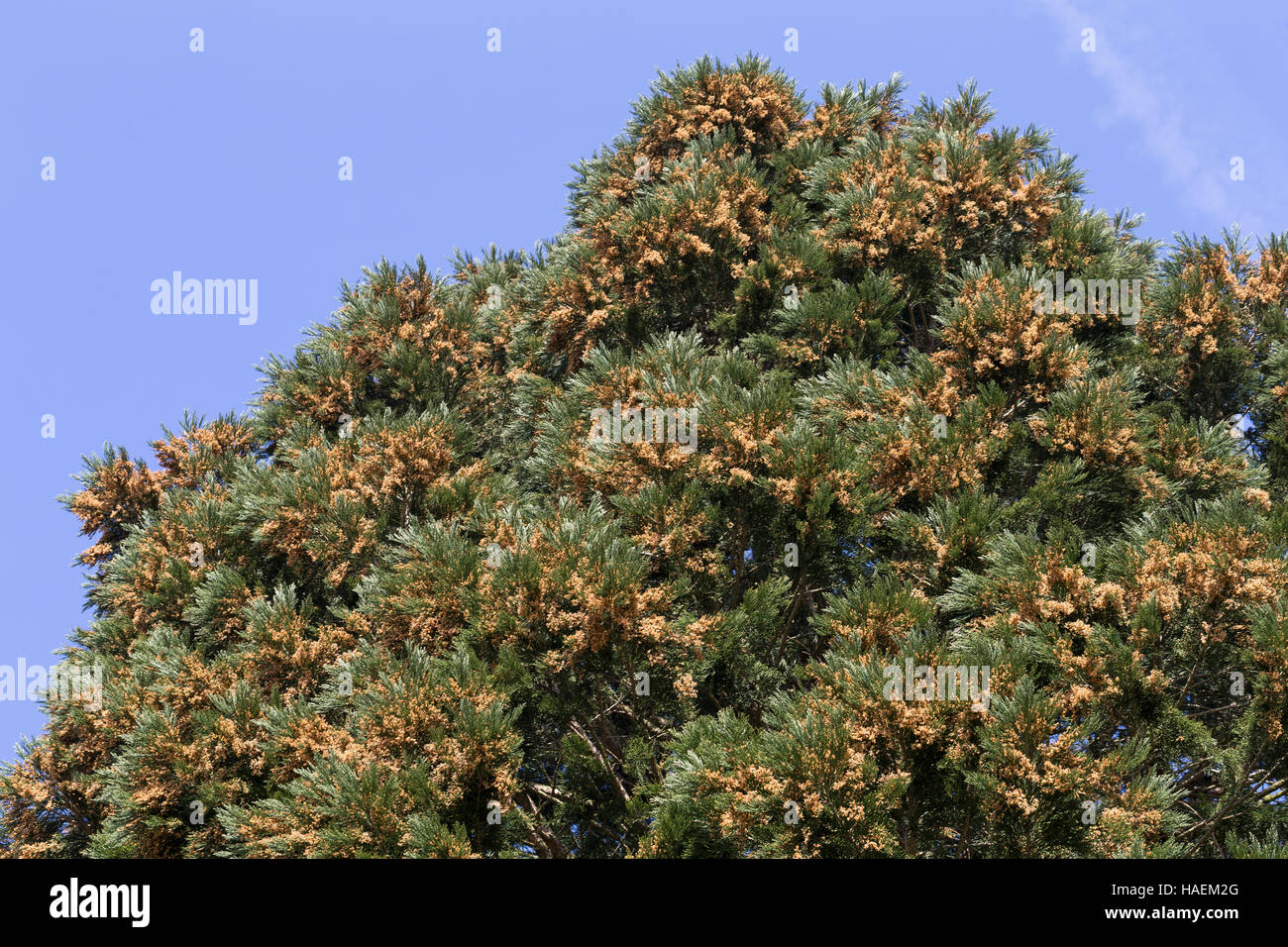 Mammutbaum, Riesen-Mammutbaum Riesenmammutbaum Berg-Mammutbaum,,, Wellingtonie, Sequoiadendron giganteum Wellingtonia, giganteum, le séquoia géant, giant Banque D'Images