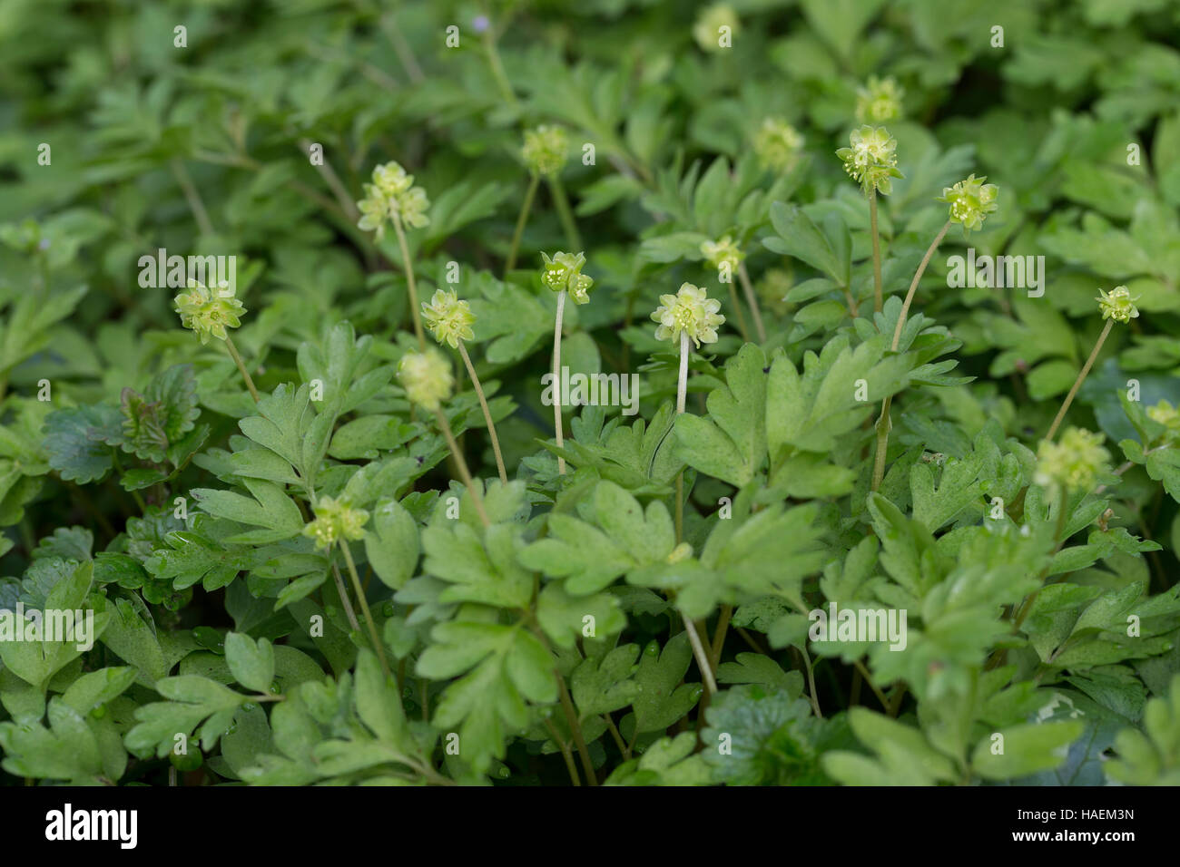 Moschuskraut Bisamkraut Neodox moschatellina,,, moschatel, cinq face à Bishop, hollowroot muskroot, mairie, hôtel de ville, horloge, horloge, crowfoot tubéreuse Banque D'Images