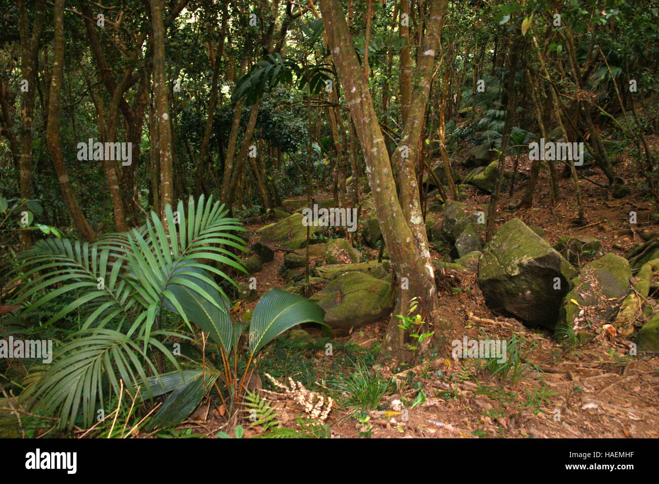 Sentiers touristiques dans la forêt tropicale de la montagne Morne.Île Mahé.Parc national du Morne Seychelles. Banque D'Images