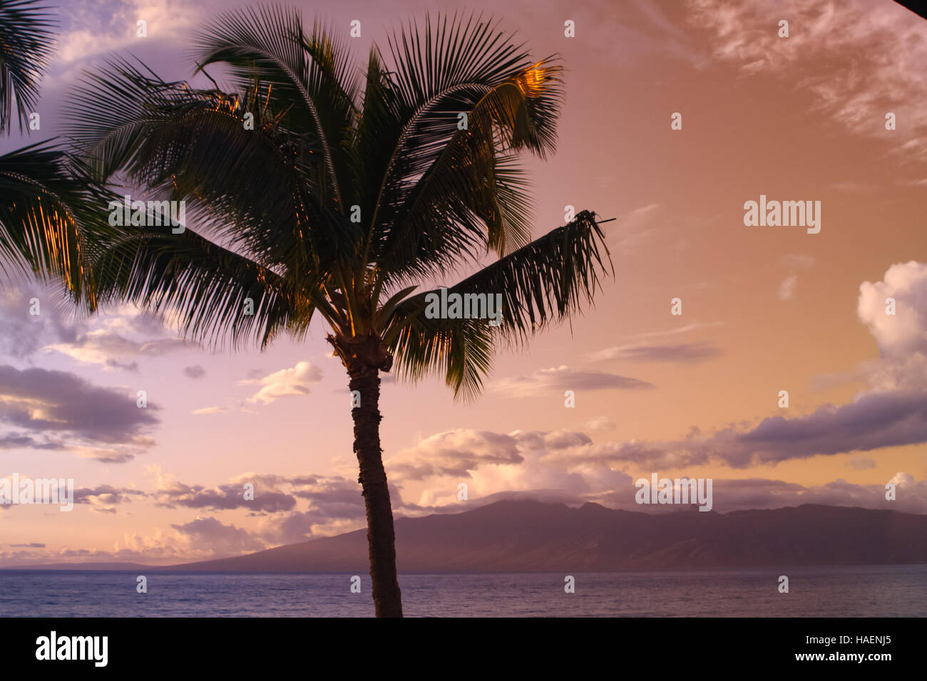 Palm tree silhouette contre le Ciel de coucher du soleil et l'océan à Maui, Hawaii - donnant sur île de Molokai Banque D'Images