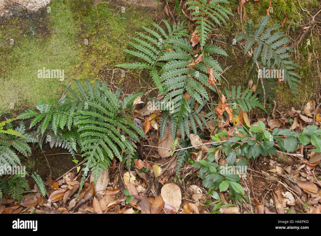 Fougères dans la forêt. La forêt tropicale du Morne. L'île de Mahé. Le Parc National du Morne Seychellois. Banque D'Images