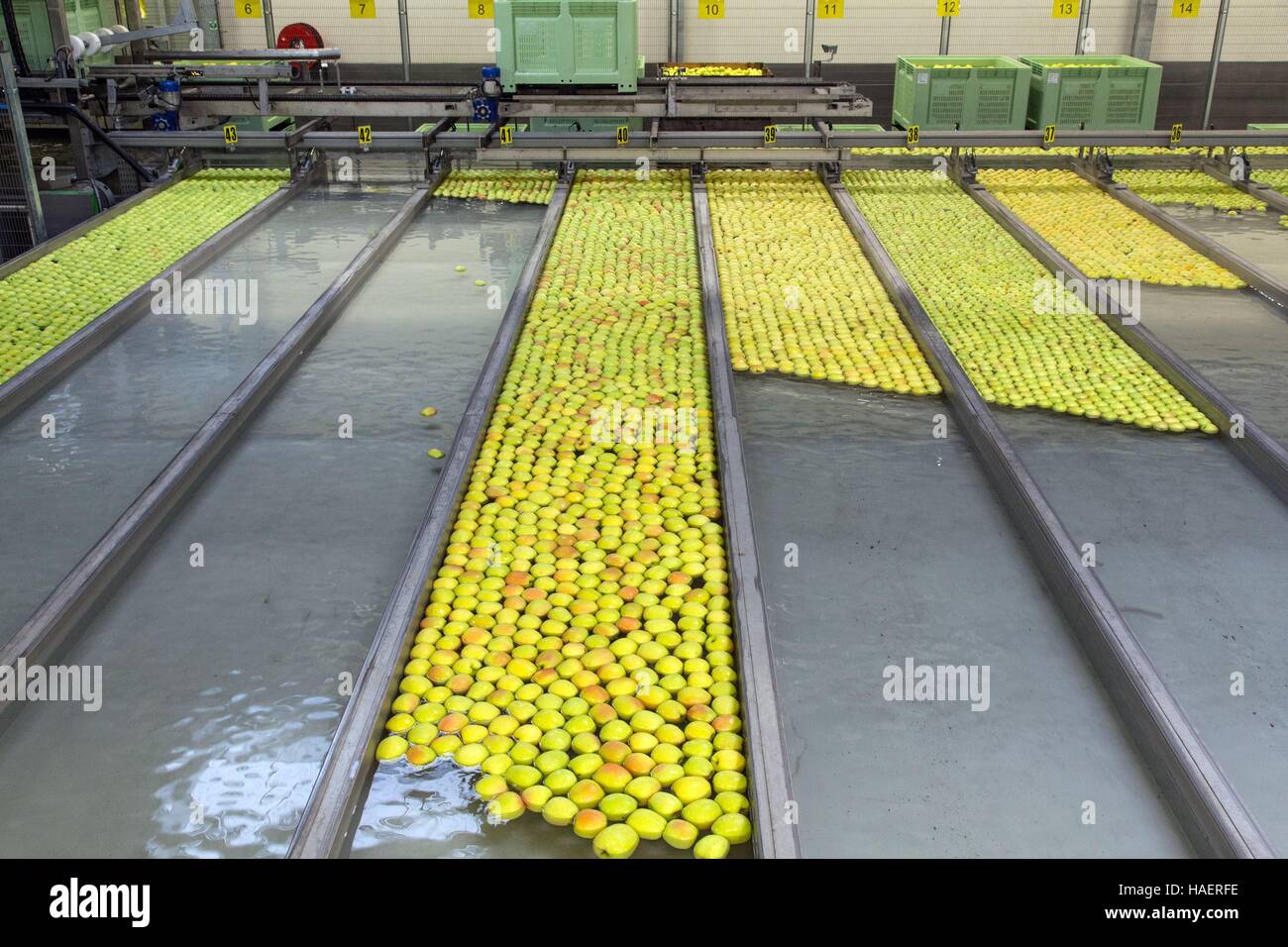 LIMBOR COOPÉRATIVE BIOLOGIQUE, LES POMMES DU LIMOUSIN, Saint Yrieix la Perche (87), HAUTE VIENNE, FRANCE Banque D'Images